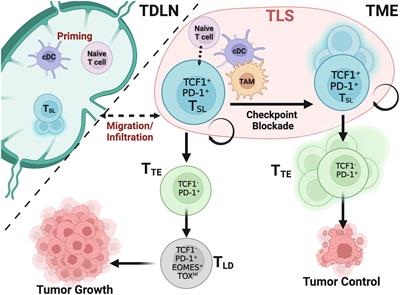 Stem-like CD8+ T cells in cancer